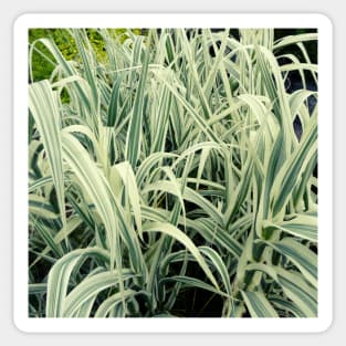 Tall Grass with White Stripes Photo Sticker